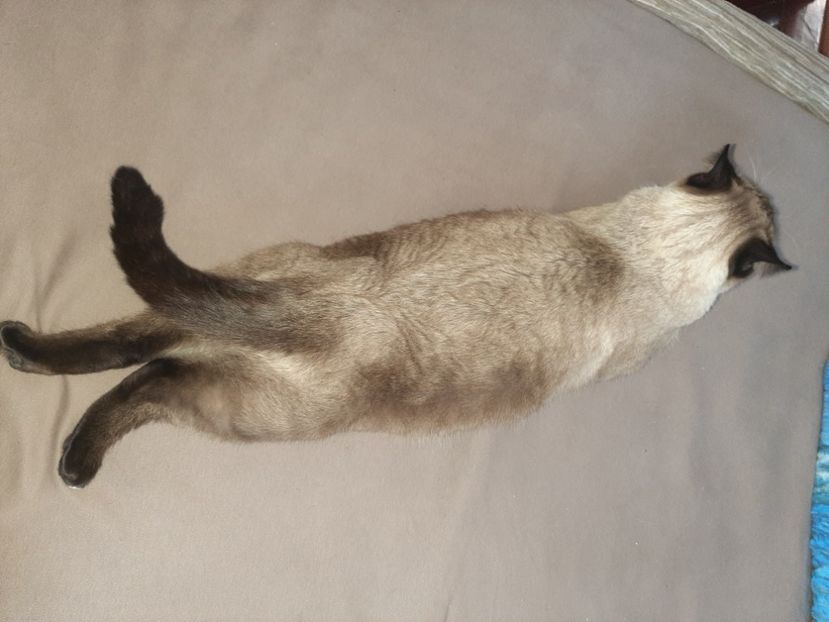  - Pisicii mei în noiembrie 2020