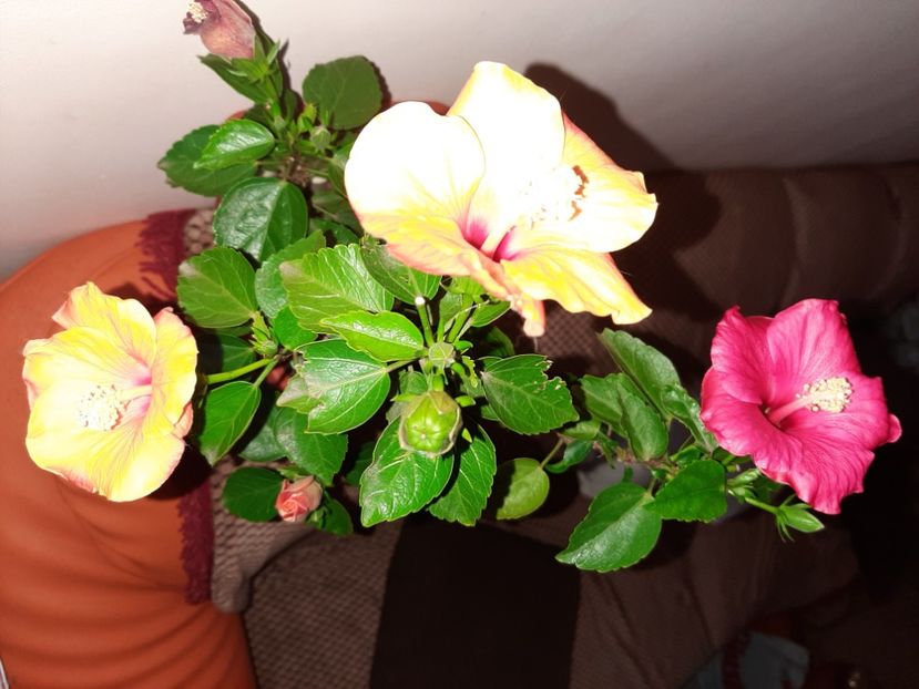  - Florile mele în noiembrie 2020