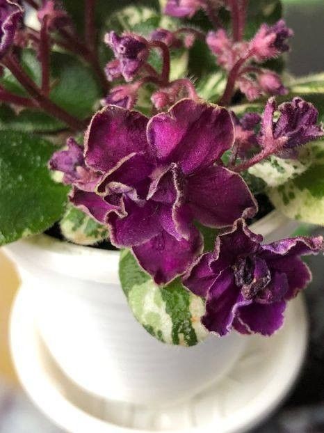 Rob's Whiz Bang - 0 - De vanzare African Violets 2021