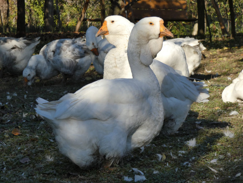 P1060323 - GASTE HOLMOGOR 2020