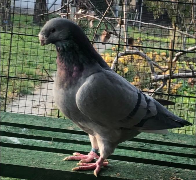 M2018 - Masculi pentru 2021