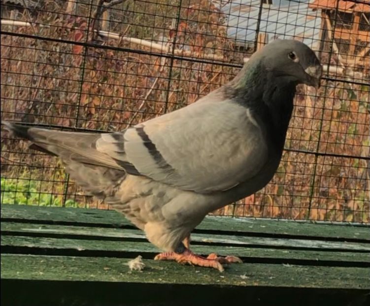 CFB88A37-F64B-4531-B656-53665E2A0583 - Masculi pentru 2021