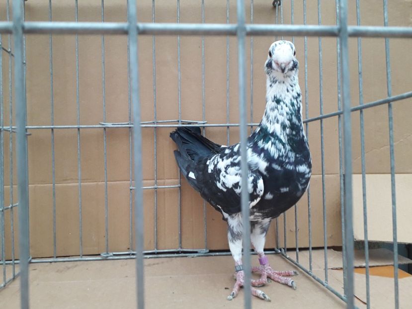  - Voiajori germani 2021 matca