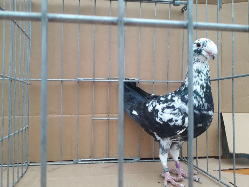  - Voiajori germani 2021 matca