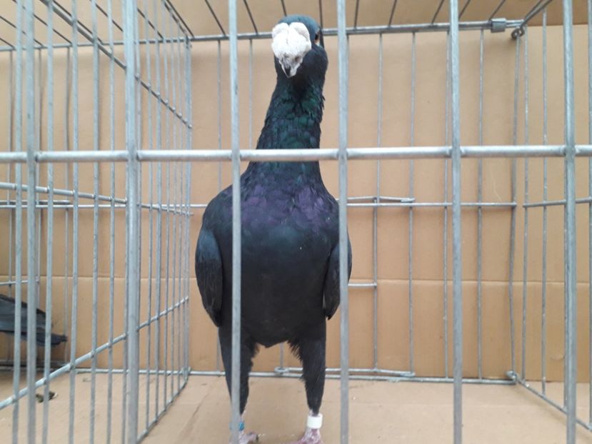  - Voiajori germani 2021 matca