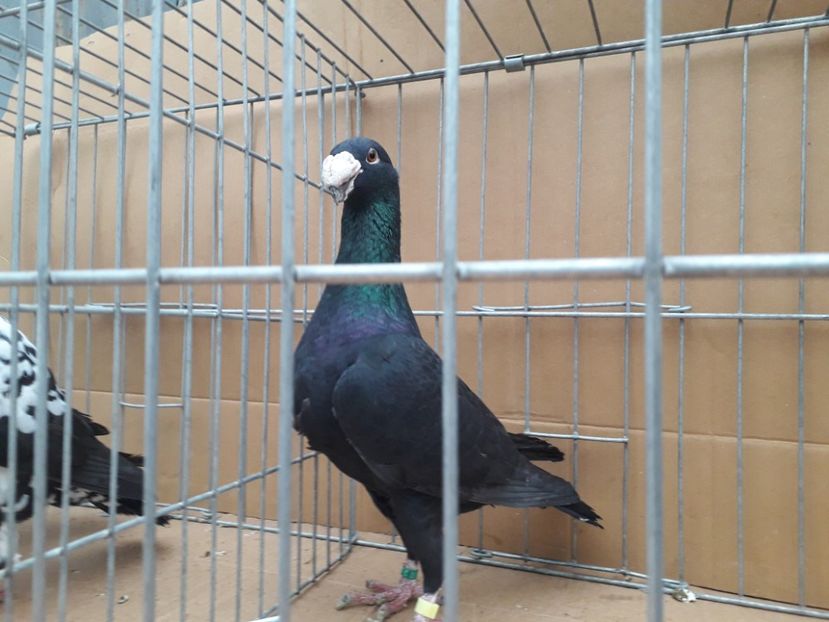  - Voiajori germani 2021 matca