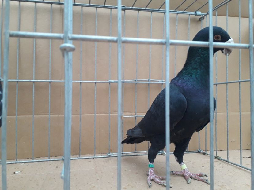  - Voiajori germani 2021 matca