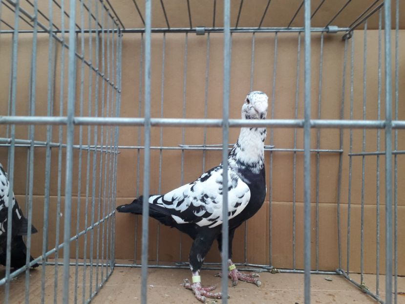  - Voiajori germani 2021 matca