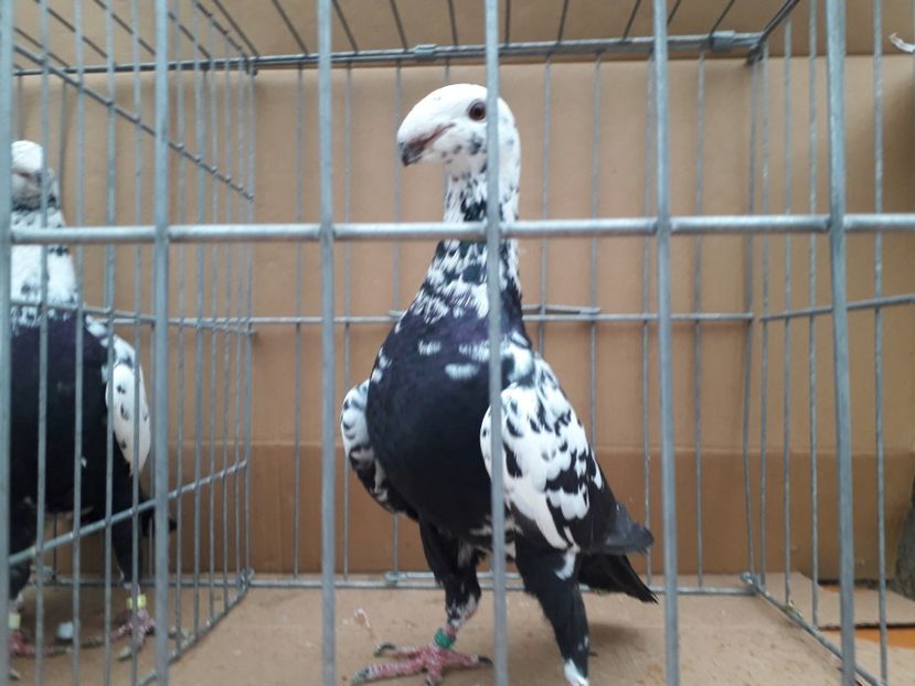  - Voiajori germani 2021 matca