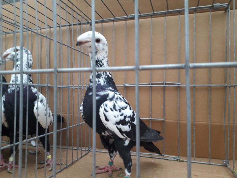  - Voiajori germani 2021 matca