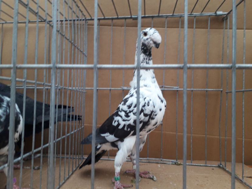  - Voiajori germani 2021 matca