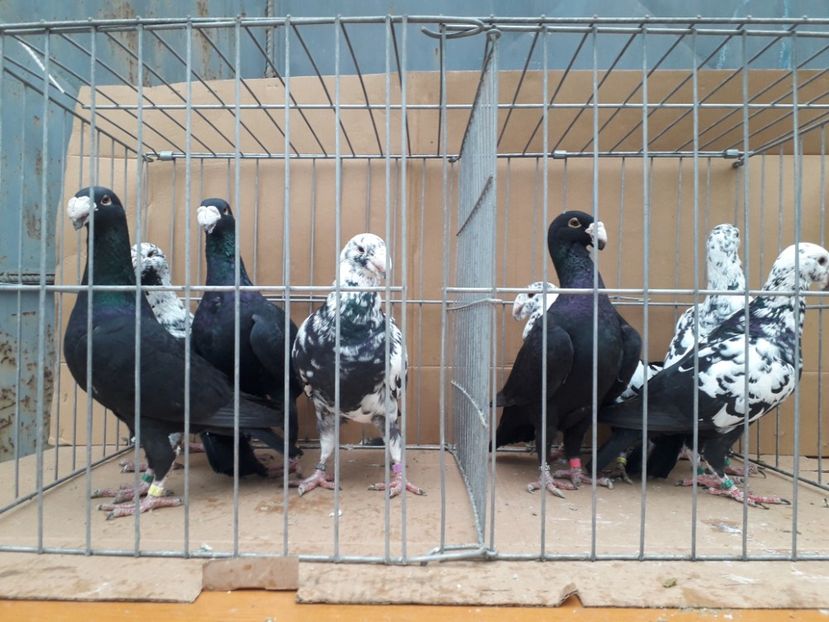  - Voiajori germani 2021 matca