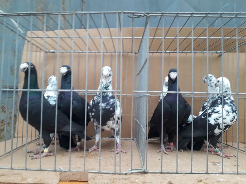  - Voiajori germani 2021 matca