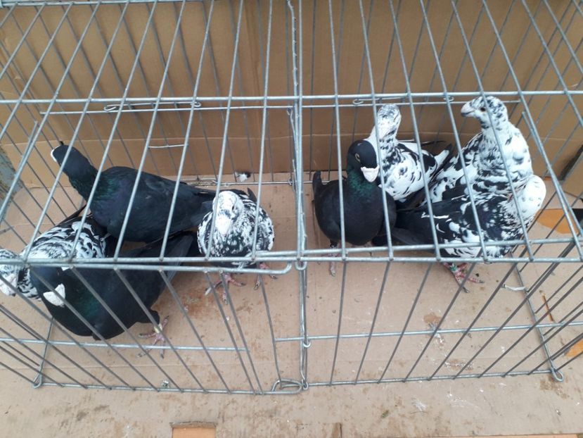  - Voiajori germani 2021 matca