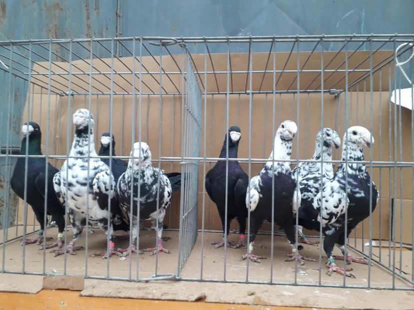  - Voiajori germani 2021 matca