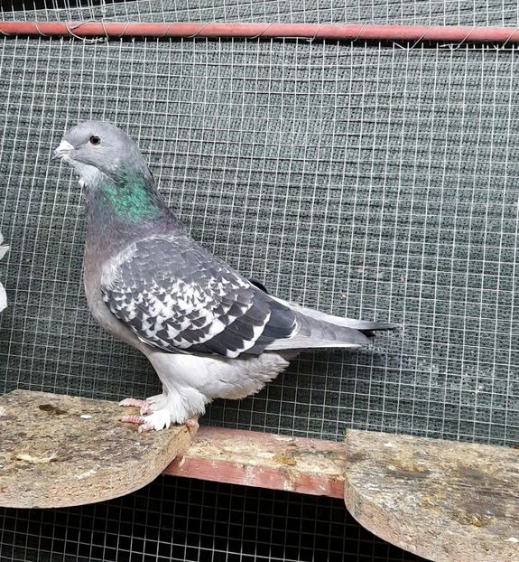  - VOIAJORI STANDARD si VRDF