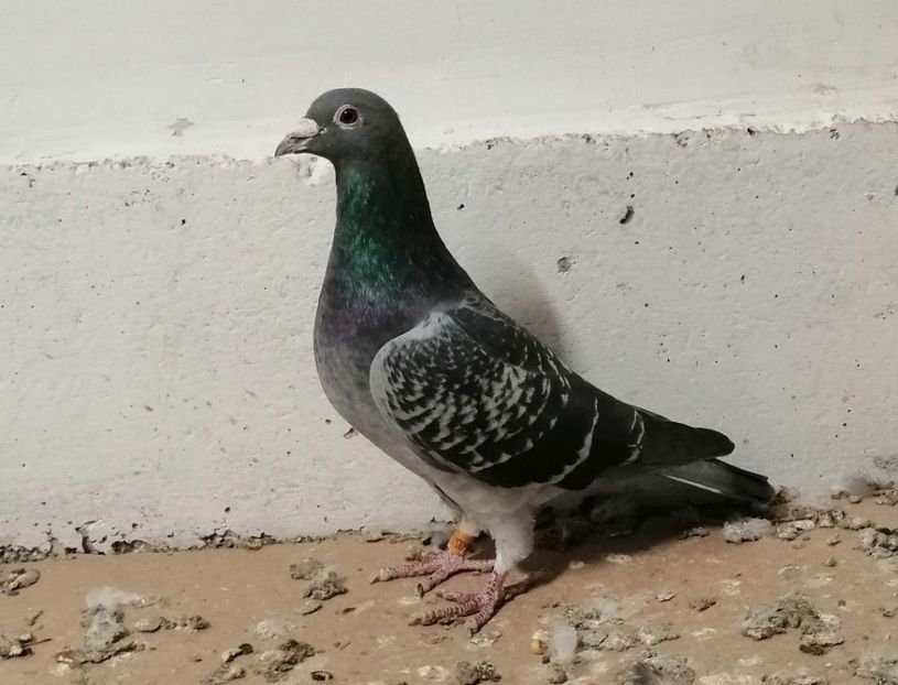 Fiu 002 - Cobzaru Daniel - PORUMBEI