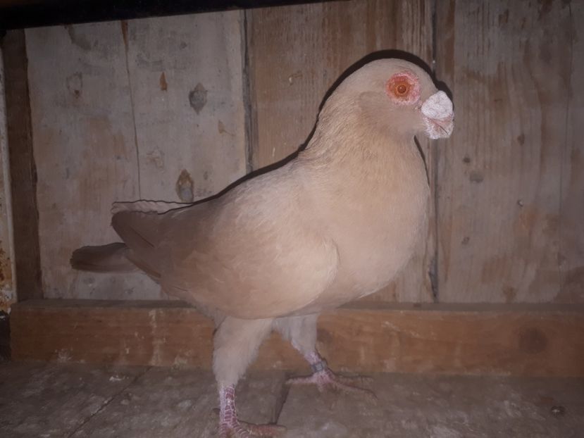 M - J2 _ tineret 2020