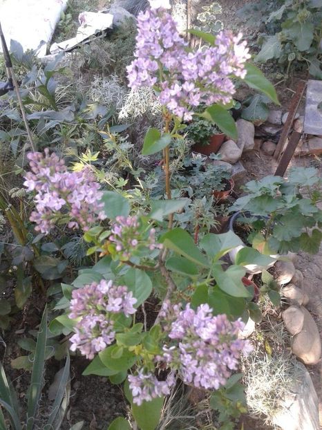 Liliac nr 2 - A Arbusti pomi decorativi și fructiferi urcatoare de vanzare