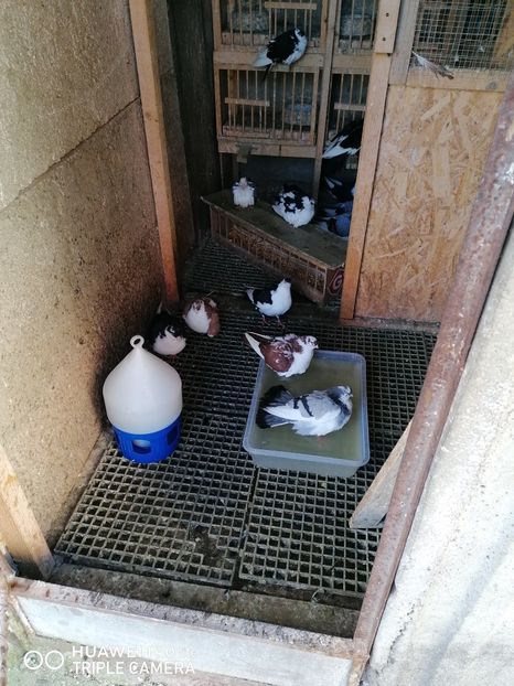  - jucatori de galati