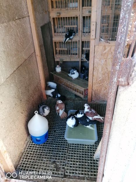  - jucatori de galati