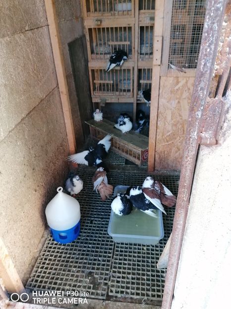  - jucatori de galati