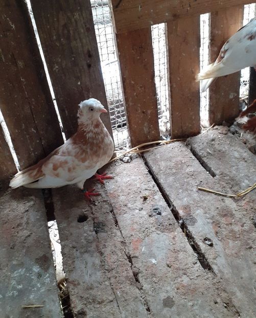  - 8-Jucatorii de Ardeal vechi