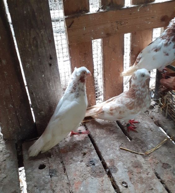  - 8-Jucatorii de Ardeal vechi