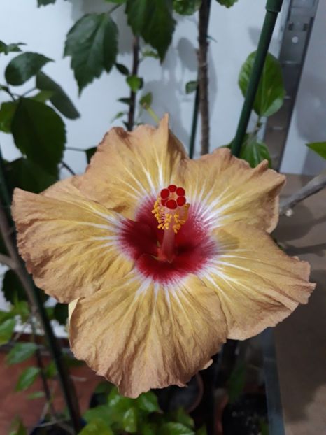  - hibi creme de cacao