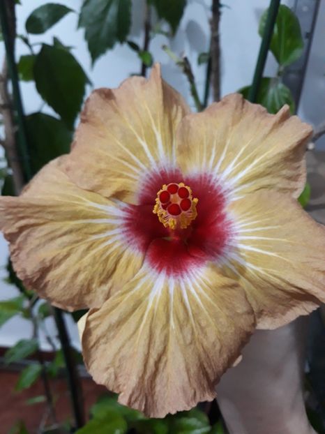  - hibi creme de cacao