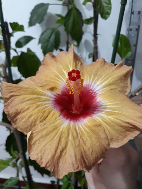  - hibi creme de cacao