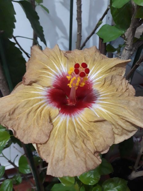  - hibi creme de cacao