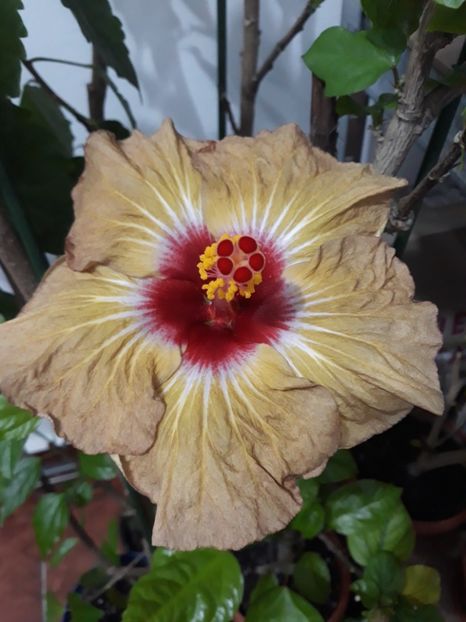  - hibi creme de cacao