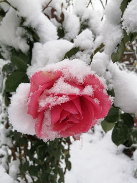  - Frumuseti la casa parinteasca