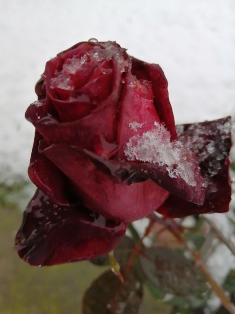  - Frumuseti la casa parinteasca