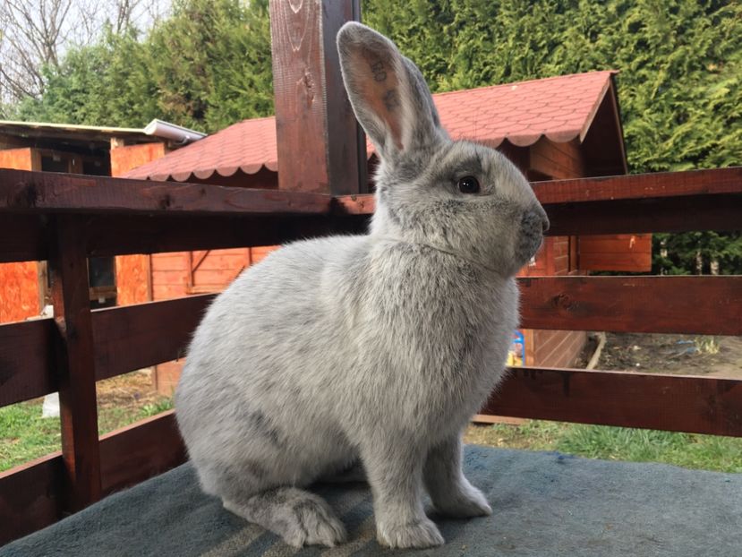 29DE807E-E402-4C7C-9F6F-9A5A7F6E07FF - 10 De vanzare