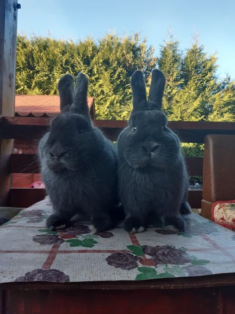 E4E02ADB-7F98-4DB2-A897-0AE5F1E018C7 - 10 De vanzare