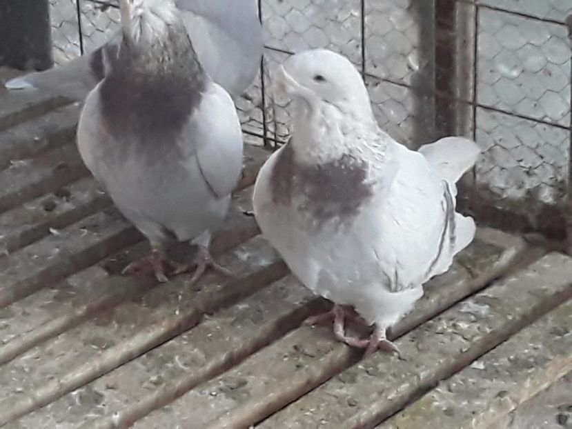 IMG-20201123-WA0006 - CONTACT