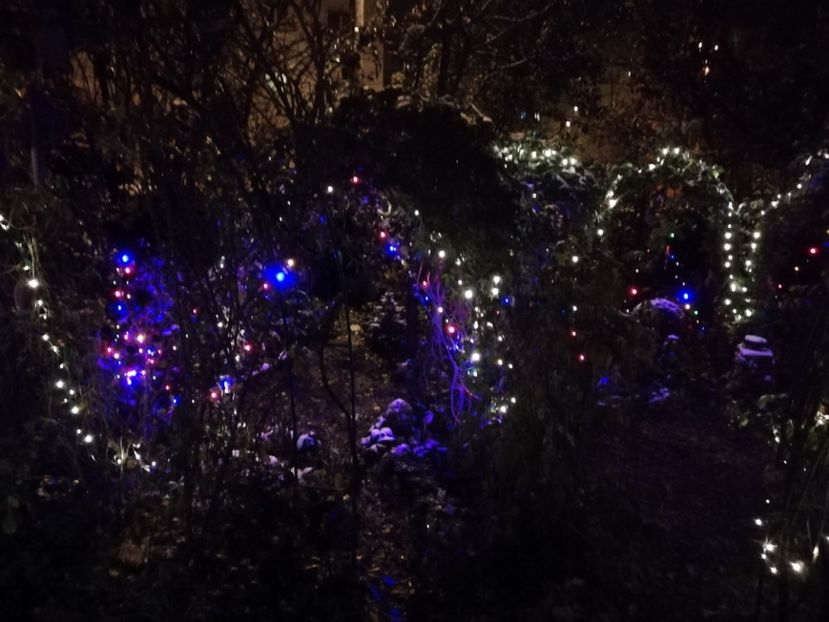  - Grădina 2020 continuare 2