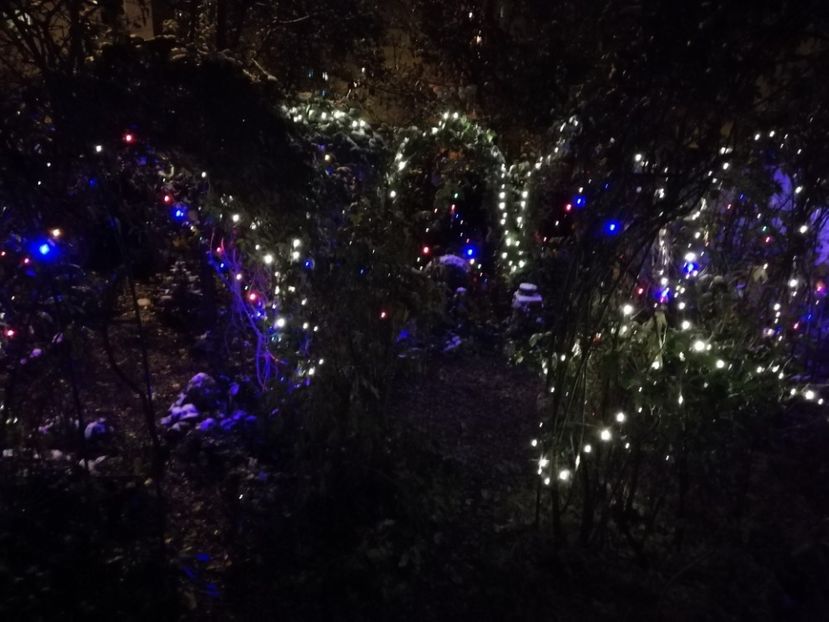  - Grădina 2020 continuare 2