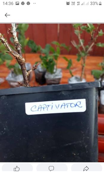 Screenshot_20201130-143616_Lite - Noveberyplant