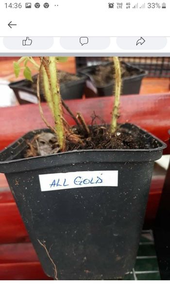 Screenshot_20201130-143640_Lite - Noveberyplant