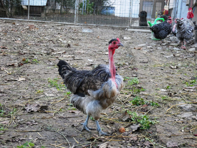 P1060531 - Matca 2020