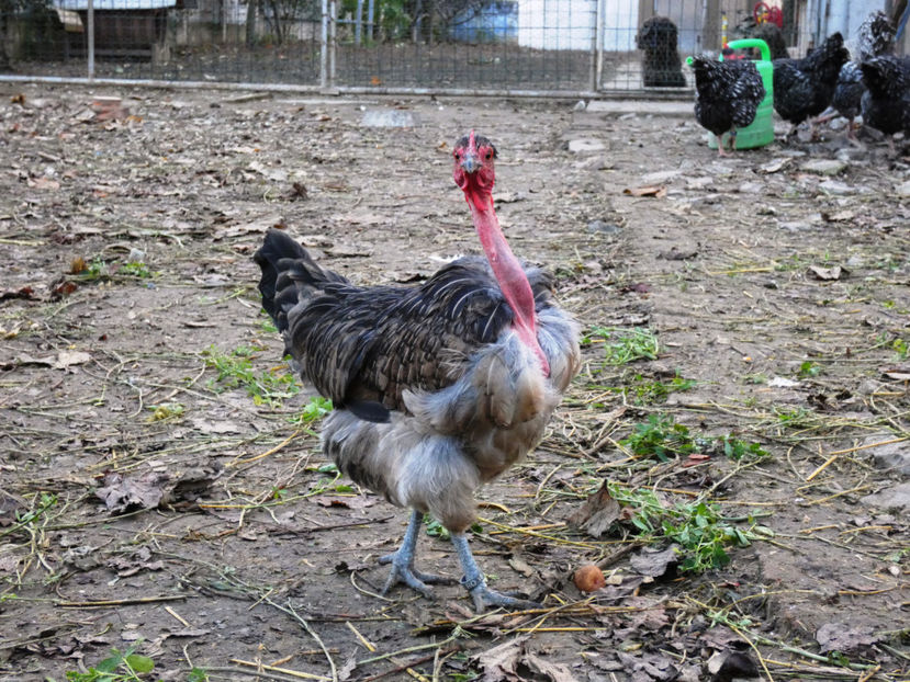 P1060533 - Matca 2020