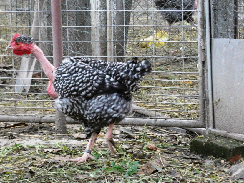 P1060541 - Matca 2020