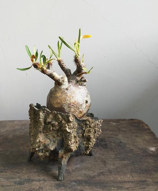 Pachypodium rosulatum v. gracilius - Vase - aranjamente - accesorii