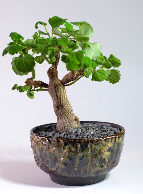 Plectranthus ernstii - Vase - aranjamente - accesorii