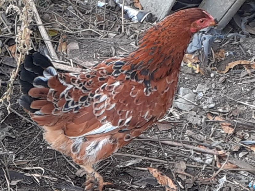  - Achizitii 2018-2019-2020-2021