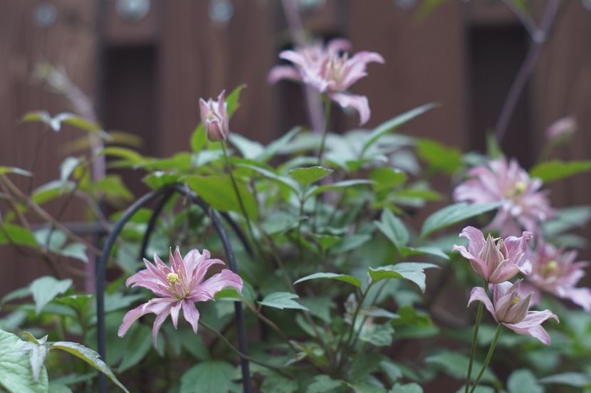  - Montana Broughton Star 1