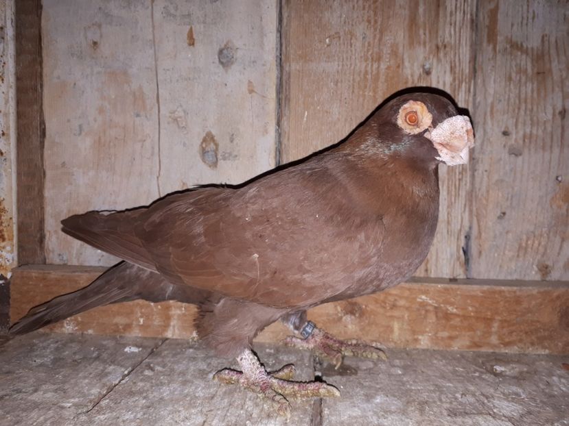 M vîndut - J2 _ tineret 2020